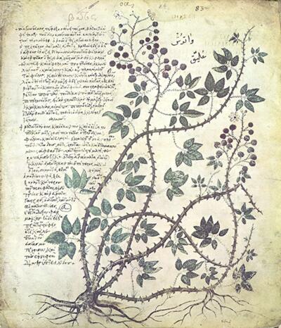 Illustration of a thorny plant with green leaves and dark purple berries, accompanied by ancient handwritten script on a yellowed page.